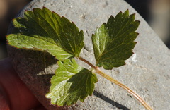 Potentilla fragiformis