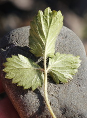 Potentilla fragiformis