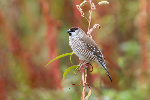 Plum-headed Finch (Emblema modestum), photo 3