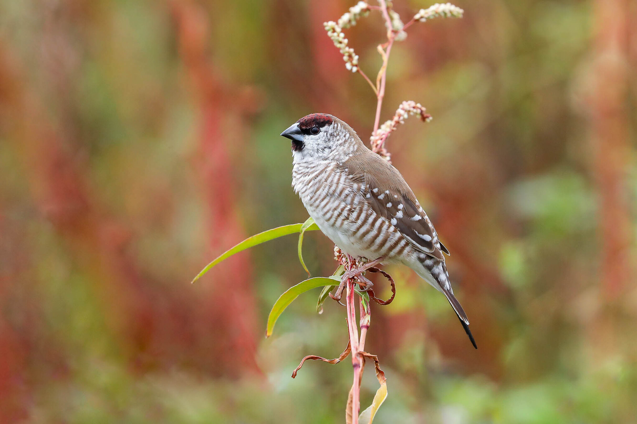 Plum-headed Finch illustration