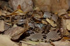 Trimorphodon biscutatus