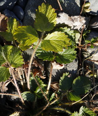 Potentilla fragiformis