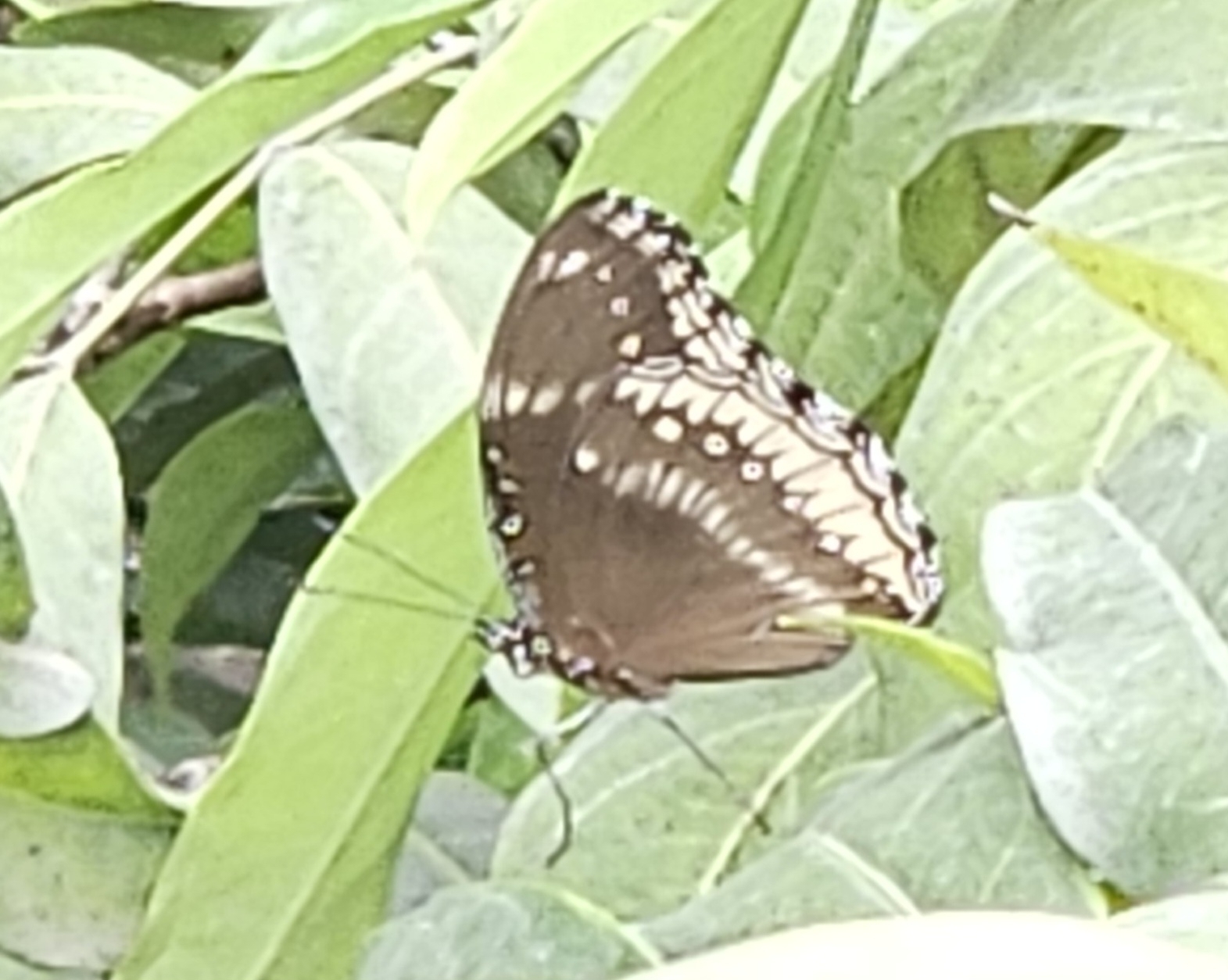 Great Eggfly