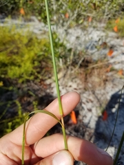 Andropogon floridanus