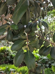Ficus