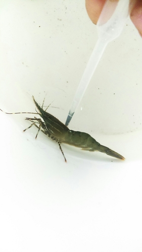 Pandalus platyceros