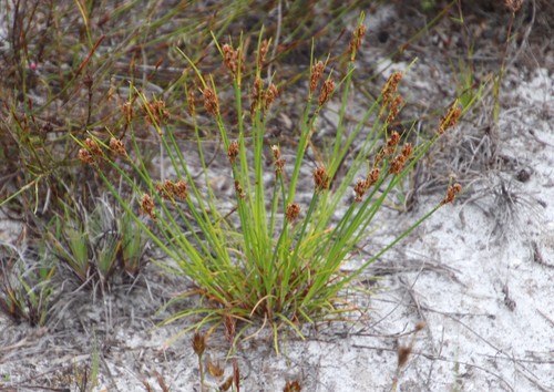 Image of Schoenus auritus by (c) Tony Rebelo, some rights reserved (CC BY-SA)