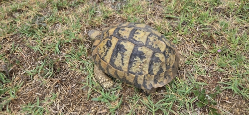Boettger's Tortoise
