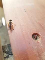 Callinicus pictitarsis