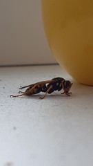 Polistes dominula