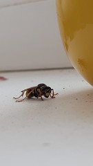 Polistes dominula