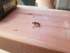 Callinicus pictitarsis