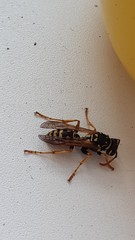 Polistes dominula