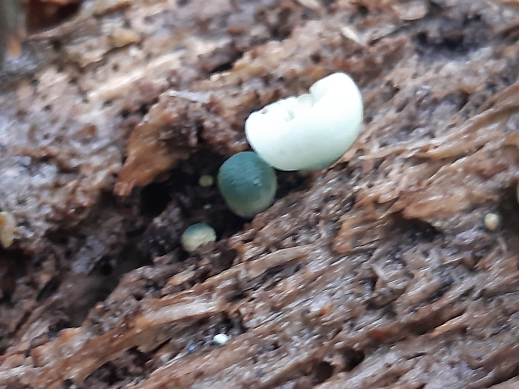 Mycena interrupta · May 2025 · photo: © georgecox (iNaturalist, cc0)