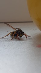 Polistes dominula