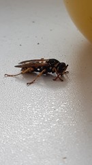 Polistes dominula
