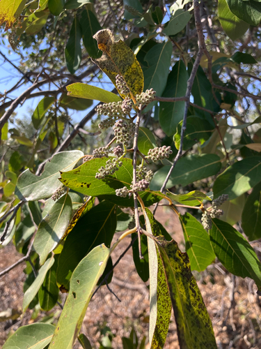 Weeping Variable Bushwillow (Combretum collinum)