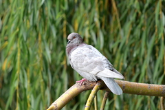 Columba livia domestica