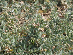 Atriplex maximowicziana