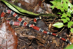 Pliocercus elapoides