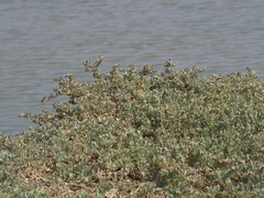 Atriplex maximowicziana