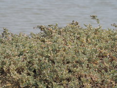 Atriplex maximowicziana