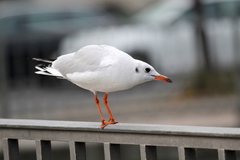 Chroicocephalus ridibundus