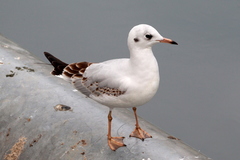 Chroicocephalus ridibundus