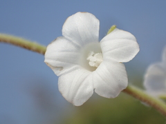 Ipomoea biflora