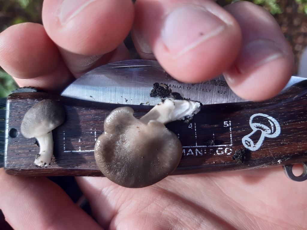 Scytinotus longinquus · May 2025 · photo: © georgecox (iNaturalist, cc0)