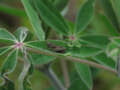 Batrachideini