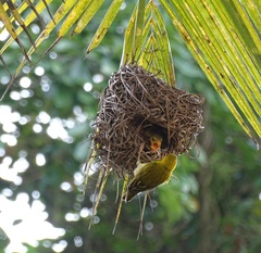 Ploceus princeps