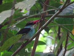 Halcyon malimbica dryas