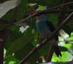 Halcyon malimbica dryas