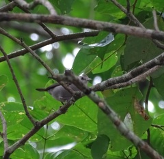 Zosterops leucophaeus