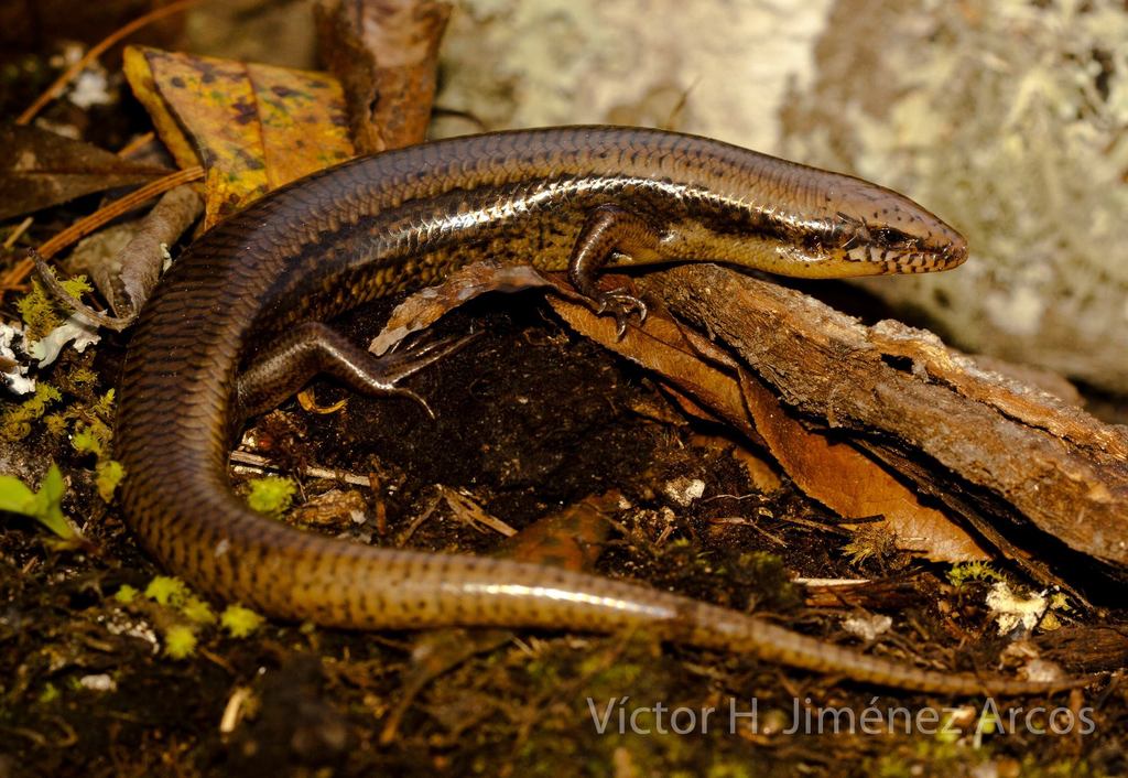 Tepalcatepec Skink