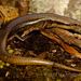 Tepalcatepec Skink - Photo (c) victor_jimenez_arcos, some rights reserved (CC BY-NC-ND), uploaded by victor_jimenez_arcos
