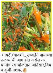 Woodfordia fruticosa