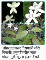 Pseuderanthemum latifolium