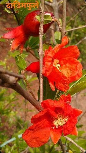 Punica granatum
