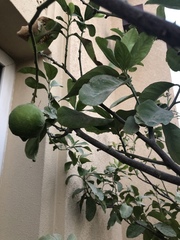 Citrus × latifolia