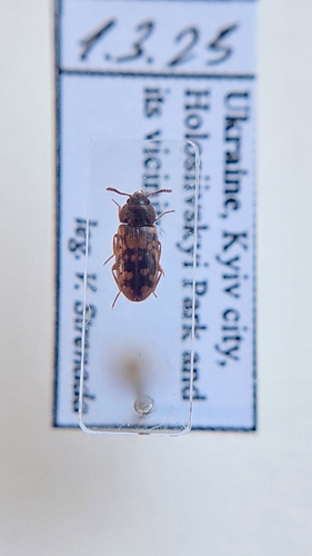Mycetophagus multipunctatus