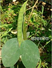 Bauhinia racemosa
