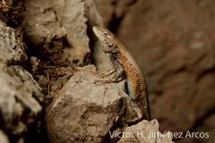Sceloporus ochoterenae