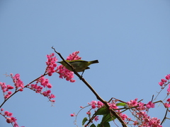 Zosterops simplex simplex