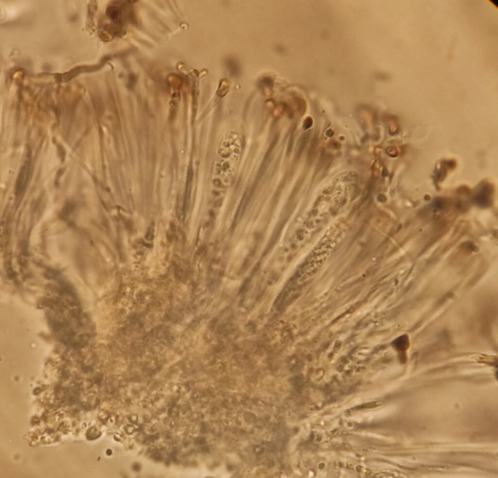 Catillaria servitii