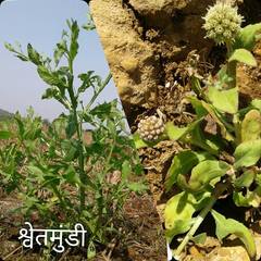 Sphaeranthus africanus