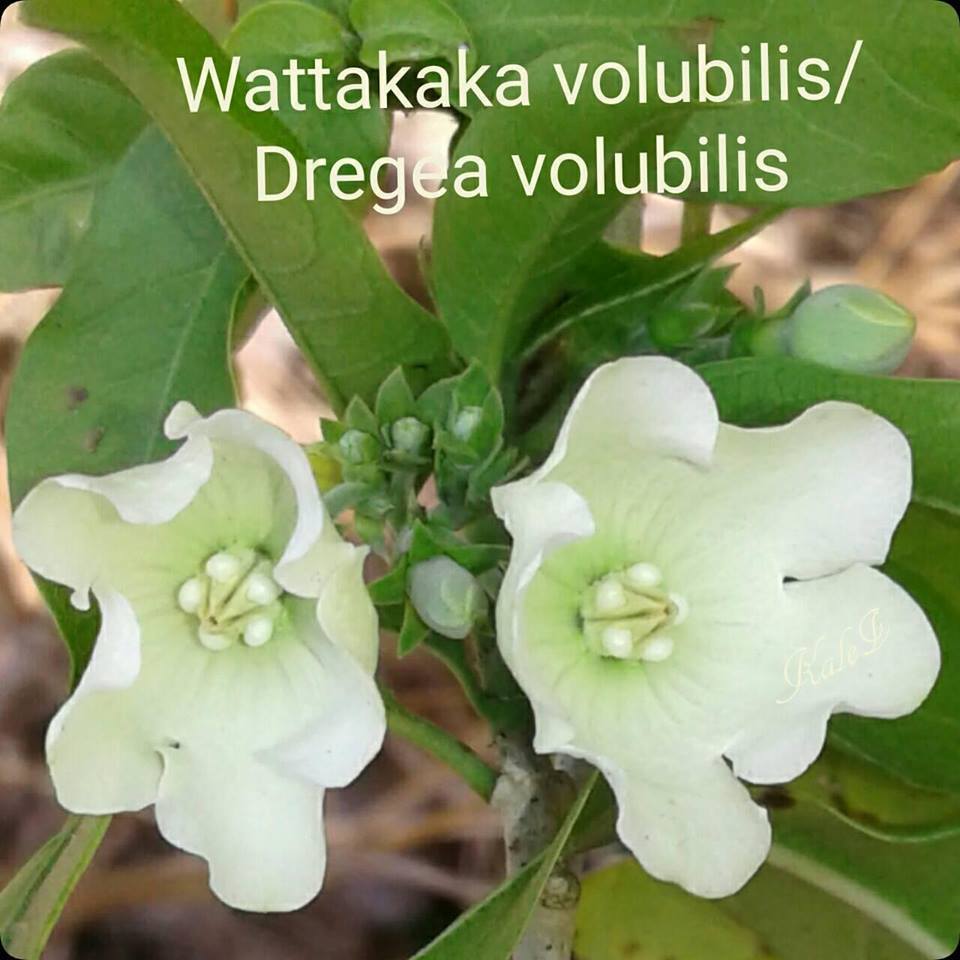Beaumontiinae