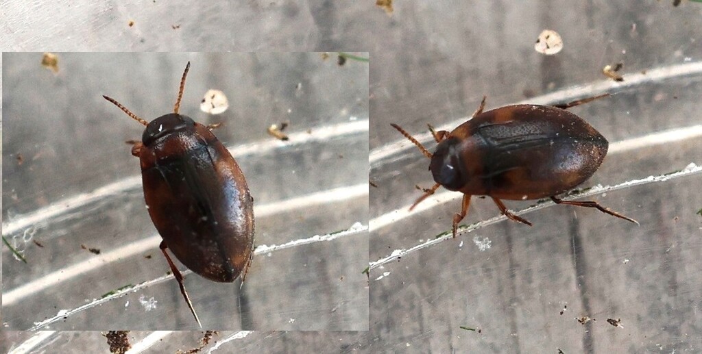 Bidessus unistriatus