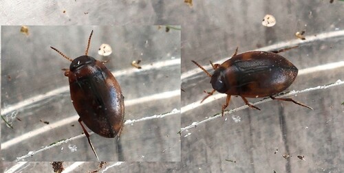 Bidessus unistriatus
